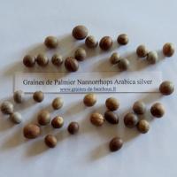 Palmier nannorrhops arabica argente graines de bambous fr