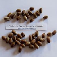 Palmier phoenix canariensis graines de bambous fr