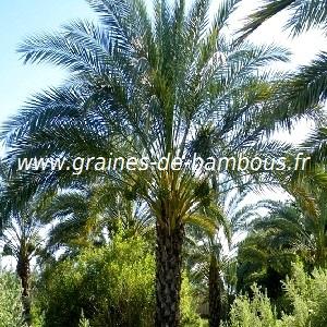 palmier-phoenix-dactylifera-www-graines-de-bambous-fr-1.jpg