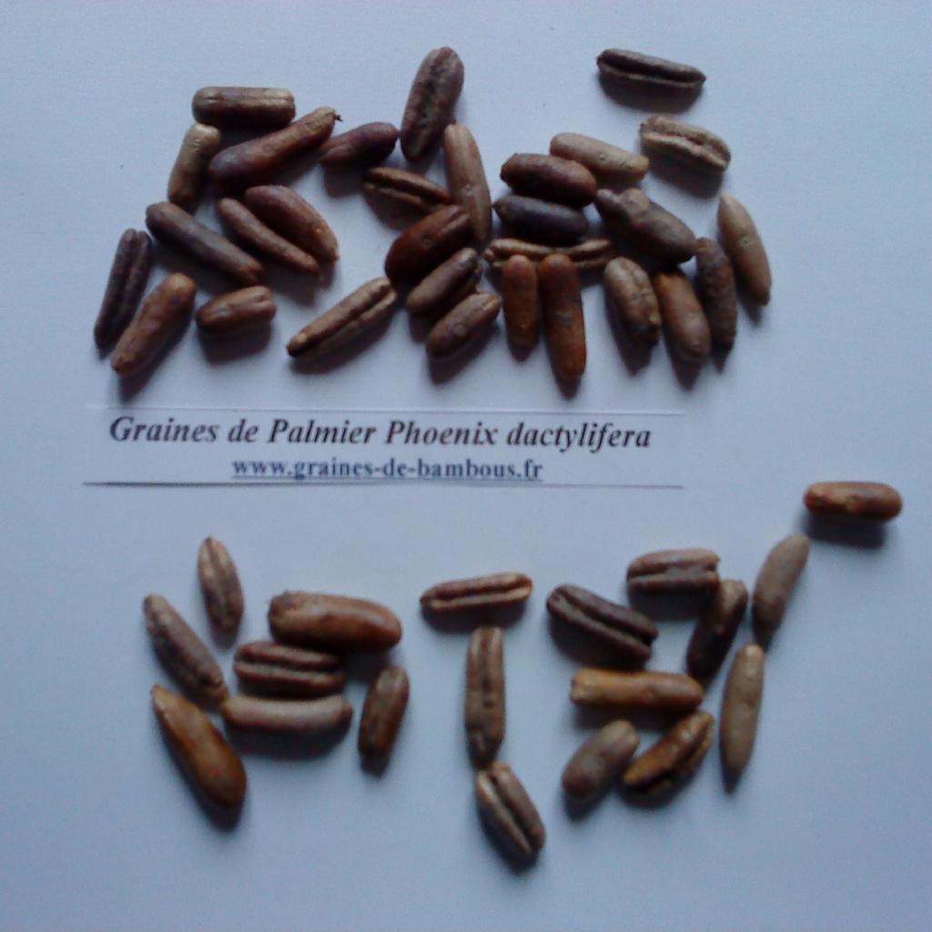 palmier-phoenix-dactylifera-www-graines-de-bambous-fr.jpg