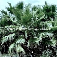 palmier-sabal-bermudana-www-graines-de-bambous-fr-2.jpg