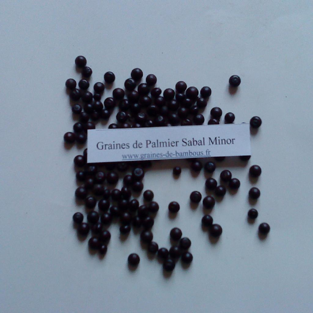 palmier-sabal-minor-graines-www-graines-de-bambous-fr.jpg