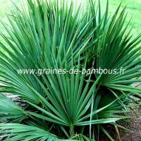 palmier-sabal-minor-www-graines-de-bambous-fr-1.jpg