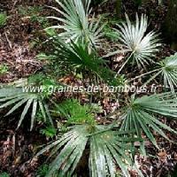 palmier-sabal-minor-www-graines-de-bambous-fr.jpg