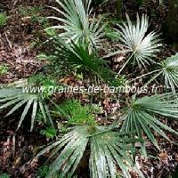 palmier-sabal-minor-www-graines-de-bambous-fr.jpg