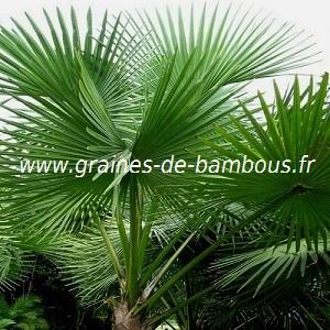 palmier-sabal-palmetto-www-graines-de-bambous-fr.jpg