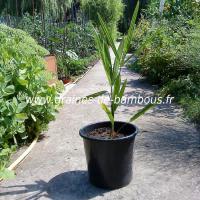 palmier-trachycarpus-fortunei-www-graines-de-bambous-fr-2.jpg