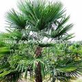 Palmier Trachycarpus fortunei réf.119