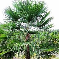 palmier-trachycarpus-fortunei-www-graines-de-bambous-fr.jpg