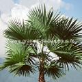 Palmier Trachycarpus latisectus réf.526