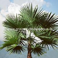 palmier-trachycarpus-latisectus-www-graines-de-bambous-fr.jpg