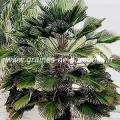 Palmier Trachycarpus wagnerianus réf.122