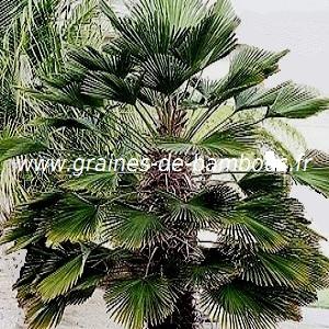 Trachycarpus wagnerianus réf.122