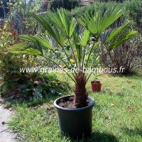 palmier-trachycarpus-wagnerianus-www-graines-de-bambous-fr.jpg