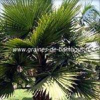 palmier-washingtonia-filifera-www-graines-de-bambous-fr-1.jpg