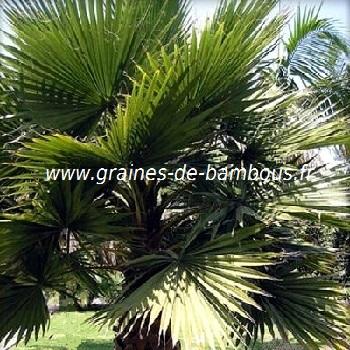 Palmier Washingtonia filifera réf.529