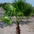 palmier-washingtonia-robusta-www-graines-de-bambous-fr-1.jpg