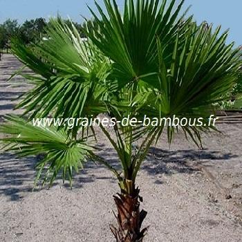 Palmier Washingtonia robusta réf.530