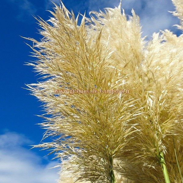 Graines d'HERBE DE LA PAMPA BLANCHE ET ROSE cortaderia selloana