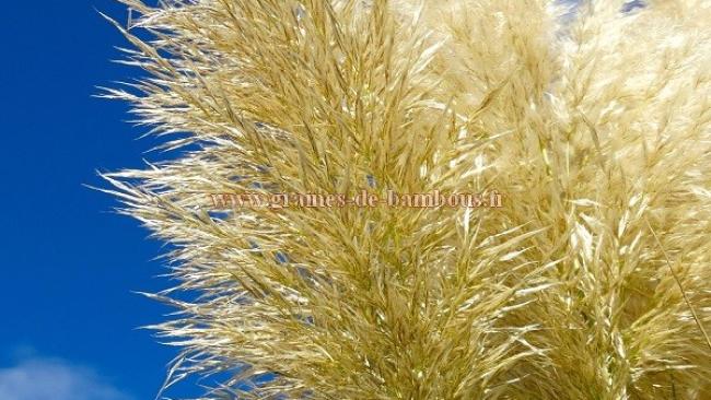 Graines de Fleurs Ornementales