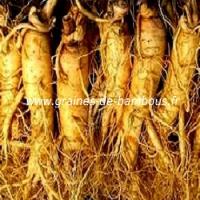 panax-ginseng-racines-www-graines-de-bambous-fr-1.jpg