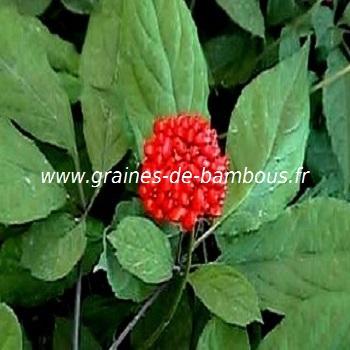 panax-ginseng-www-graines-de-bambous-fr-1.jpg