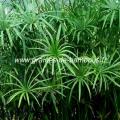 papyrus-cyperus-alternifolius-www-graines-de-bambous-fr.jpg