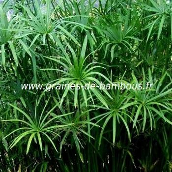 papyrus-cyperus-alternifolius-www-graines-de-bambous-fr.jpg