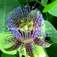 Passiflora