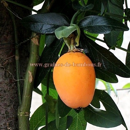 Passiflore caerulea fruit