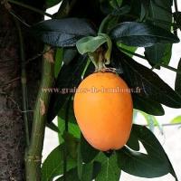 Passiflore caerulea fruit