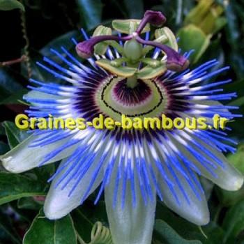 Passiflore caerulea graines