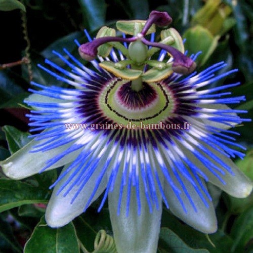 La passiflore bleue (Passiflora caerulea), grimpante un peu