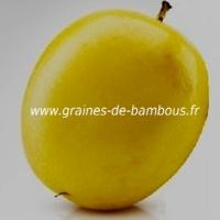 passiflore-edulis-f-flavicarpa-fruit-de-la-passion-www-graines-de-bambous-fr.jpg