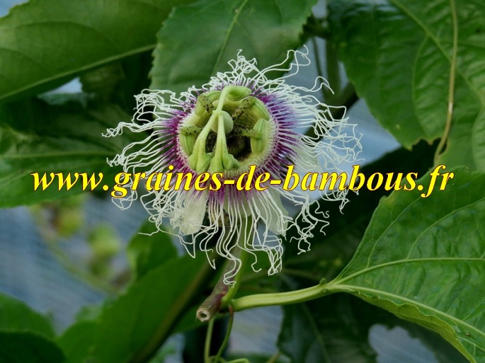 Passiflore edulis fleur