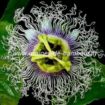 passiflore-edulis-forma-flavicarpa-fleur-www-graines-de-bambous-fr-1.jpg