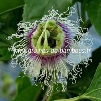 Passiflore edulis