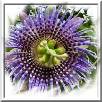 passiflore-ligularis-www-graines-de-bambous-fr-www-grainesdebambous-com.jpg