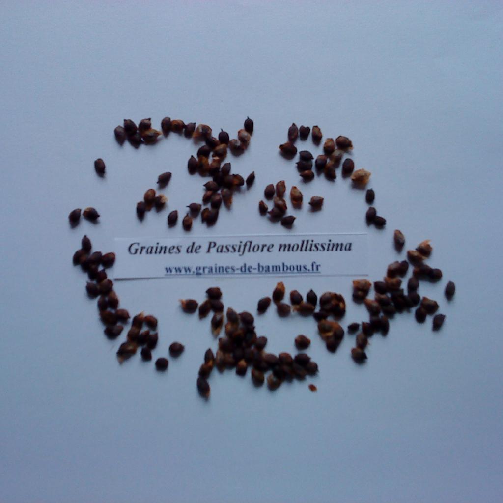 passiflore-mollissima-graines-www-graines-de-bambous-fr.jpg