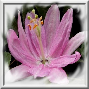 passiflore-mollissima-www-graines-de-bambous-fr-www-grainesdebambous-com.jpg