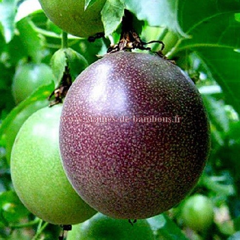Passiflore purple giant fruit