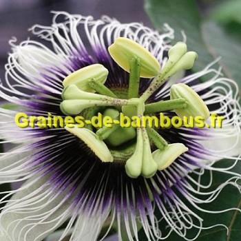 Passiflore purple giant graines