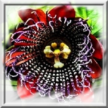 passiflore-quadrangularis-www-graines-de-bambous-fr-www-grainesdebambous-com.jpg
