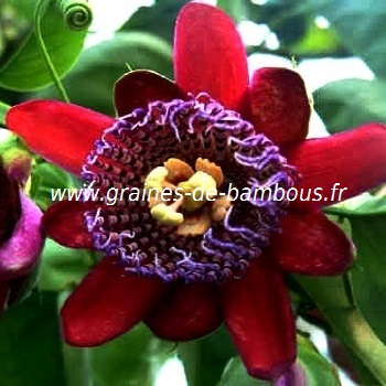 passiflore-quadrangularis-www-graines-de-bambous-fr.jpg