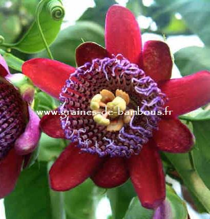 Passiflore quadrangularis