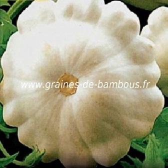 Patisson blanc custard white