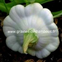 Patisson custard blanc graines de bambous fr