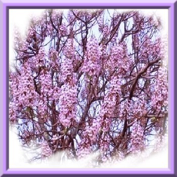 paulownia-fortunei-arbre-du-dragon-graines-de-bambous-fr-2.jpg