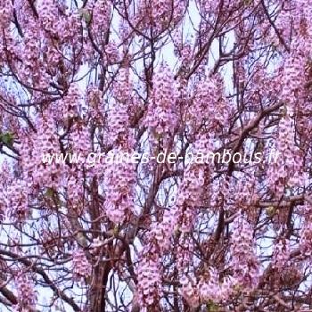 paulownia-fortunei-arbre-du-dragon-www-graines-de-bambous-fr-1.jpg