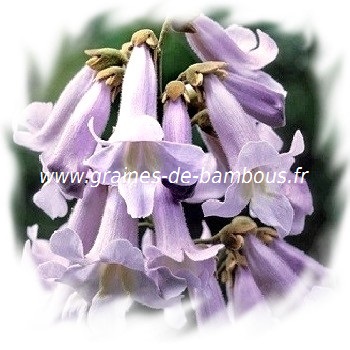 paulownia-fortunei-fleurs-www-graines-de-bambous-fr.jpg